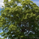 Stapleton Tree & Landscape Svc - Tree Service