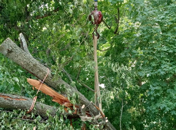 Cincinnati Arbor Services - Amelia, OH