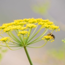 B & B Exterminating Co - Pest Control Equipment & Supplies