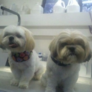 Hollywood Grooming - Pet Grooming