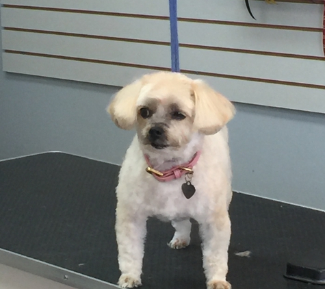 All Paws Pet Grooming - Cleveland, OH
