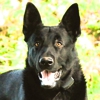 DogWatch of Southern Kentucky gallery