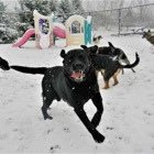 Digs Dog Care