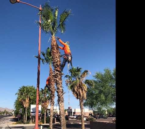 Goodyear Tree Service - Goodyear, AZ