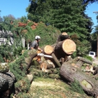 Schneider Tree Care - Charlotte