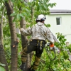 Ismael's Tree Service gallery