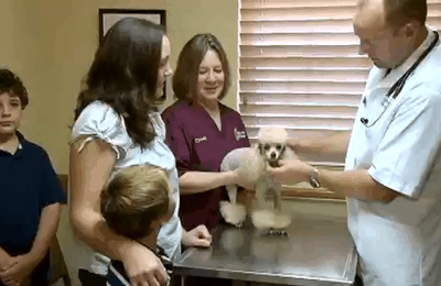 Garden Grove Animal Hospital 3033 Cypress Gardens Rd Winter Haven