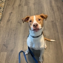 I Wuff You Dog Training and Coaching - Dog Training