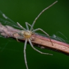 Jarrod's Pest Control gallery