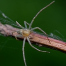 Crisp Exterminating - Pest Control Equipment & Supplies