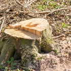 Brothers Tree service & Landscaping