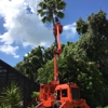 All Florida Tree Care gallery