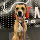 Sit Means Sit Dog Training Winter Garden/Ocoee, FL