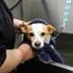 Sparkle Grooming Co.