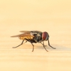 Sure Thing Pest Control gallery