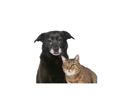 North Bundaberg Vet Surgery - Bundaberg North, QLD