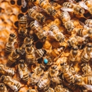 1st Stryke Pest and Termite Control - Pest Control Services