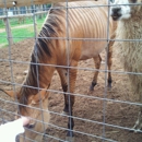 DeYoung Family Zoo - Petting Zoos