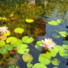SoCal Ponds, Inc. gallery