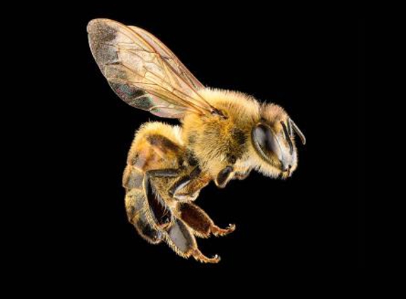 Tyler's Austin Bee Removal - Austin, TX