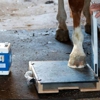 Peak Performance Veterinary Care gallery
