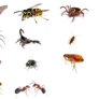 American Pest Management - Olathe, KS