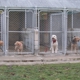 Central Kennels