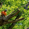 Bruce Helsel Tree Farm & Tree Removal gallery