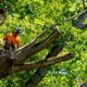 Bruce Helsel Tree Farm & Tree Removal