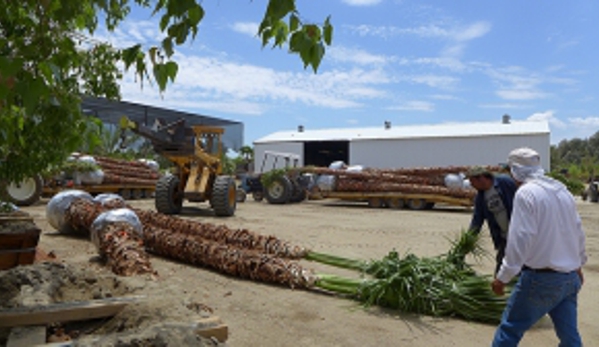 Roadrunner Tree Farm & Casa Del Zorro Nursery - Borrego Springs, CA