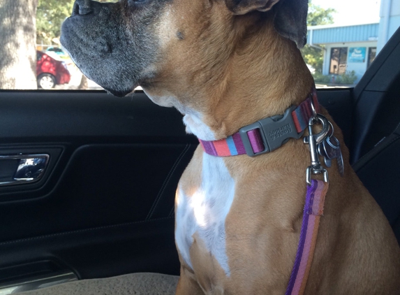 Happy Camper Doggy Daycamp - Clearwater, FL