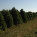 Sullivan Farms Christmas Trees - Christmas Trees