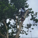 Wester Tree Service - Tree Service