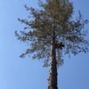 Horizon Professional Tree Management gallery