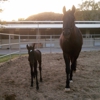 Summerhill Equestrian Center gallery