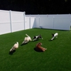 Island Pawplex Pet Retreat gallery