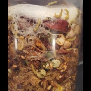 Bird Paradise - Burlington, NJ. I got this food from Bird Paradise & had not used it right away but when I went to open the container n saw this infestation. I was floored