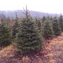 Twin Valley Evergreens - Agricultural Seeding & Spraying