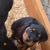 Vom Hognadottirs Rottweilers and German Shepherds gallery