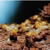 East Coast Termite Exterminators gallery