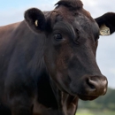 Black Jack Ranch - Farms