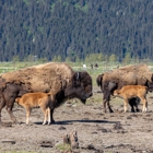 Alaska Wildlife Conservation Center