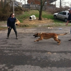 Gray Kennels & Security