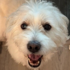 Fetch! Pet Care