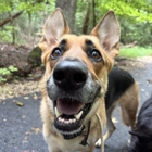 MD Pup Scouts