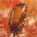 Arc Termite and Pest Control - Wildlife Refuge