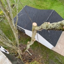 Timber Tree Service - Tree Service