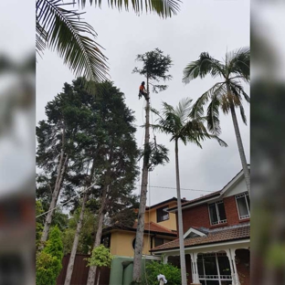 Tree Central - Ourimbah, NSW. Specialising In Tree Removal & Pruning