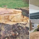 A  & M Tree Service & Stump Grinding - Stump Removal & Grinding