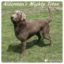 Alderman's Labradors - Pet Breeders